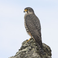 New Zealand Falcon